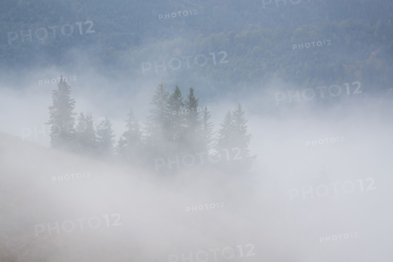 Landscape with forest in fog