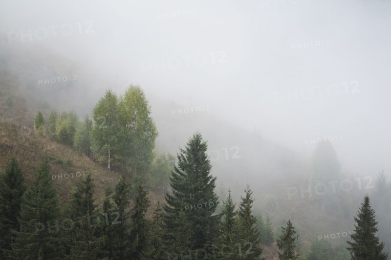 Landscape with forest in fog