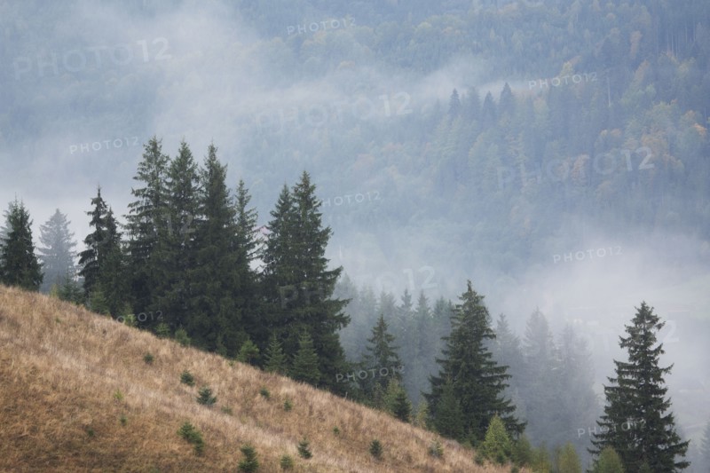 Landscape with forest in fog