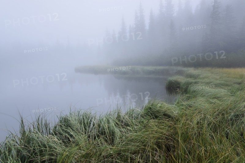 Forest Lake and trees in fog