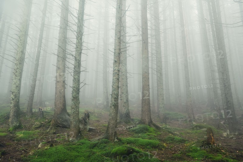 Forest trees in fog