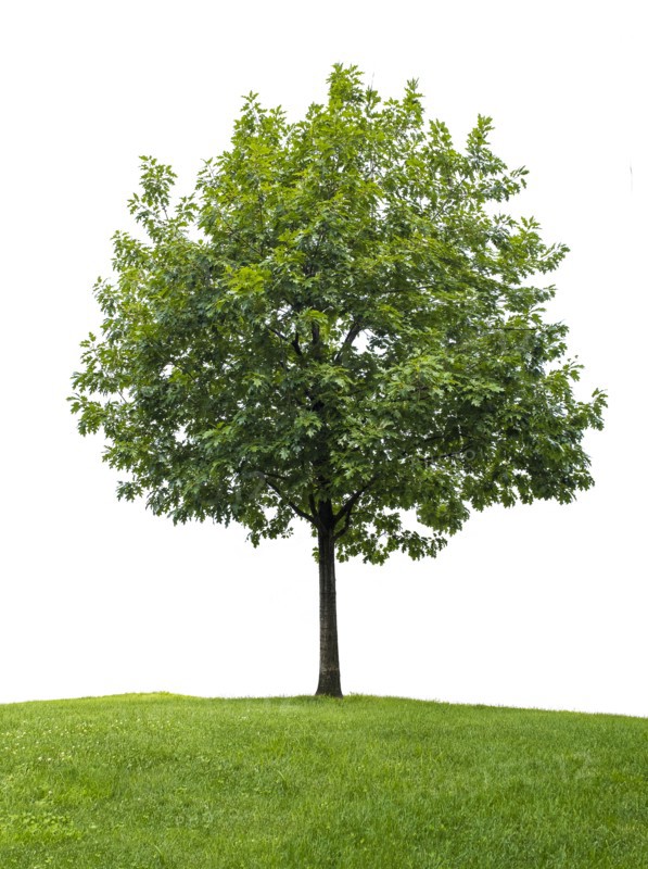Little oak tree against white background.