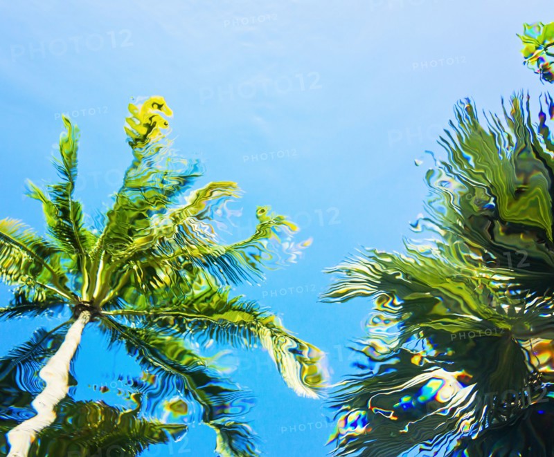 Underwater view of palm trees against clear sky