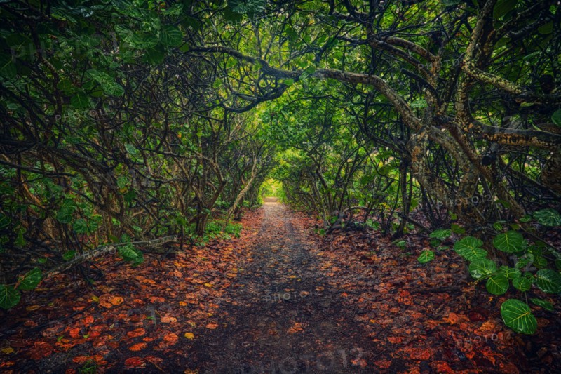 Footpath in forest