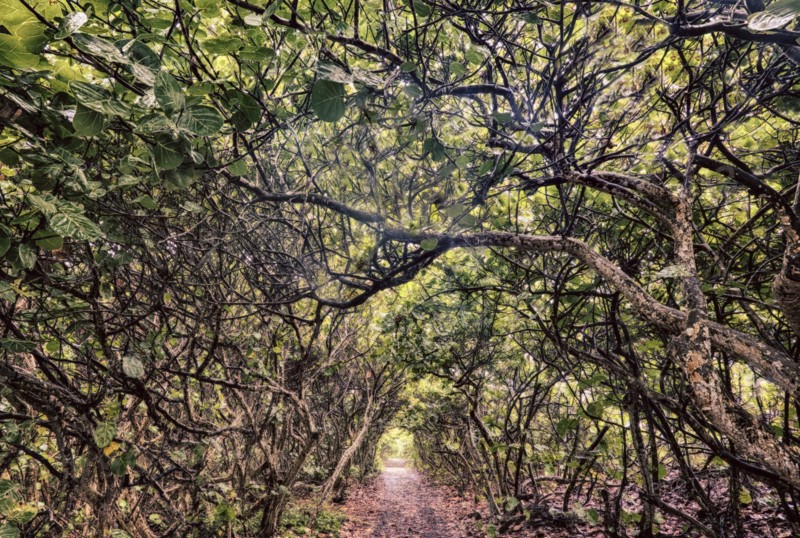 Footpath in forest