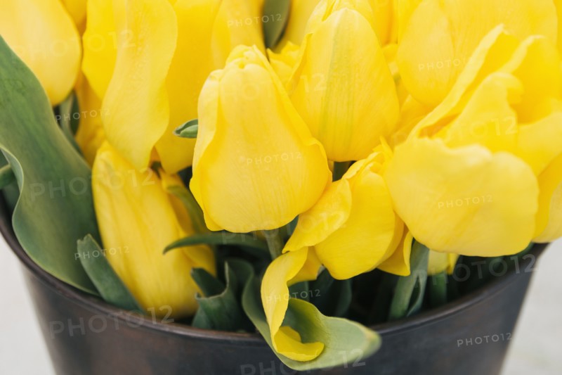 Yellow tulips in bucket