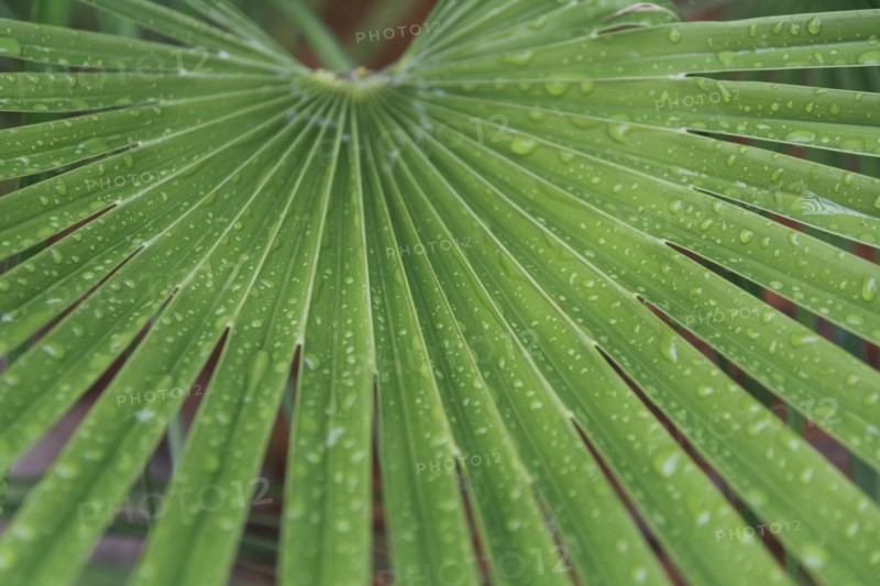 Droplets on palm leaf