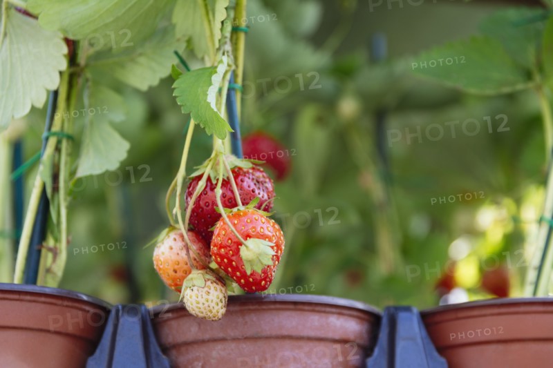 Strawberries growing in flower pot