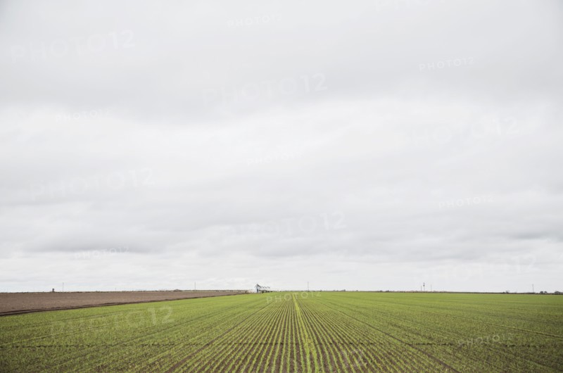 Field in spring