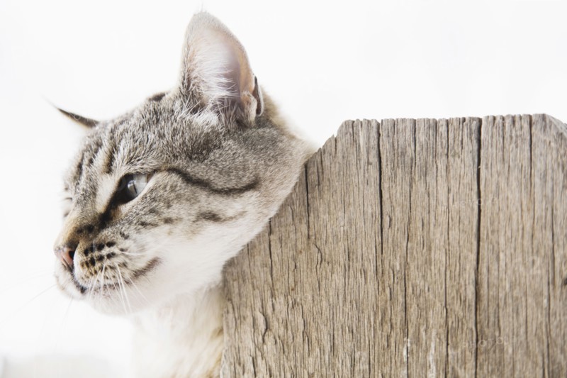 Cat scratching neck on wooden fence