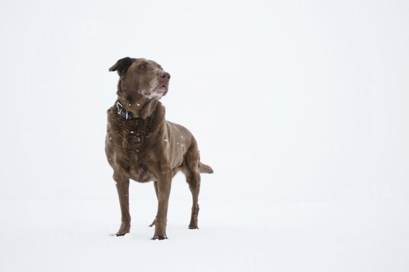 Dog standing on snow