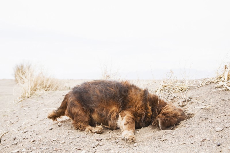 Dog looking into hole