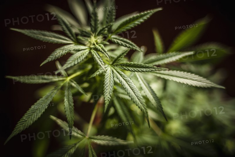 Close-up of marijuana plant