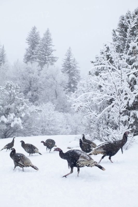 Colorado, Group of gobblers hunting in snow