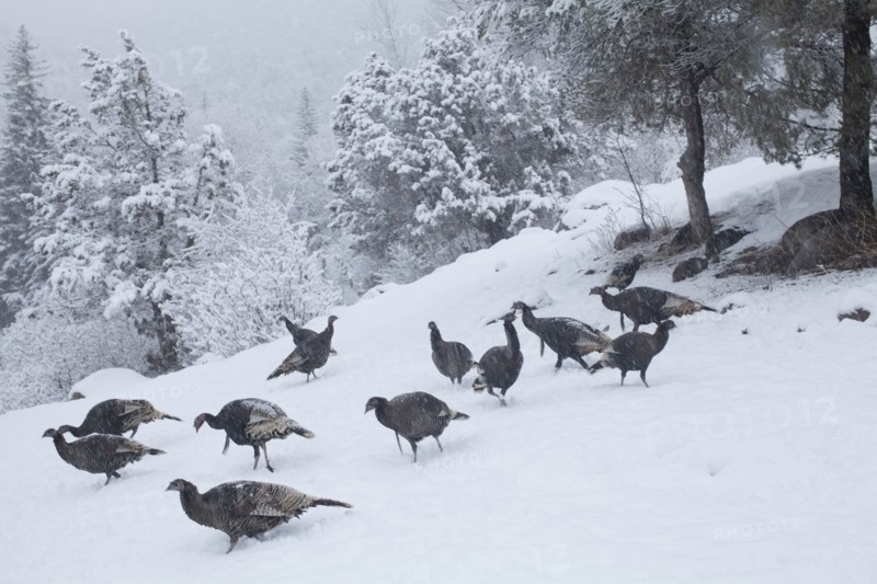 Colorado, Group of gobblers hunting in snow