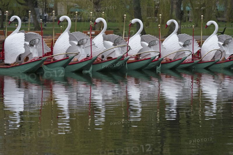 Massachusetts, Boston, Swan boats in Boston Public Garden