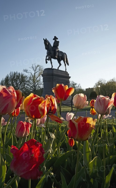 Massachusetts, Boston, Low angle view of Statue of George Washington and tulips in Boston Public Garden