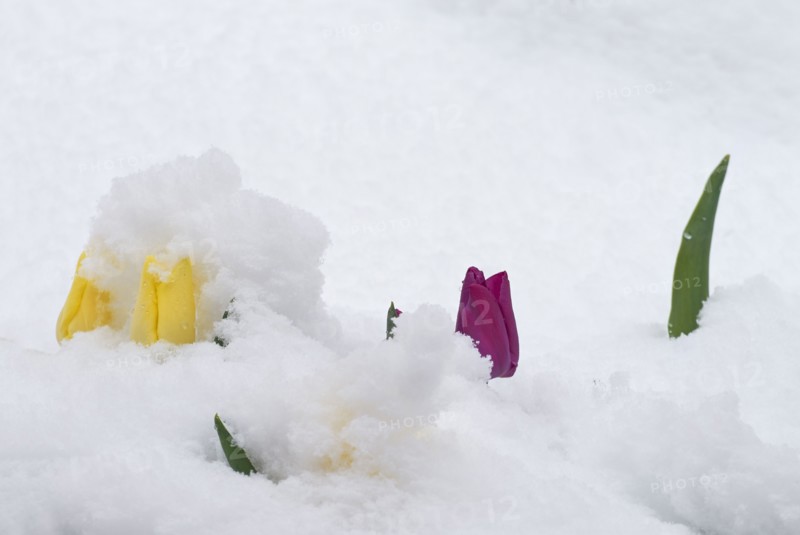 Colorado, Denver, Flowers in snow