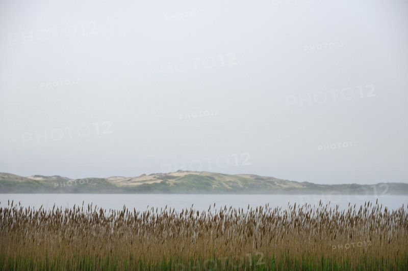 Massachusetts, Cape Cod, Truro, Foggy seascape with reeds