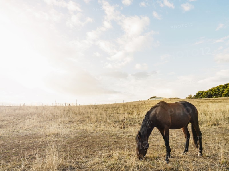 Australia, Brown horse grazing in grass
