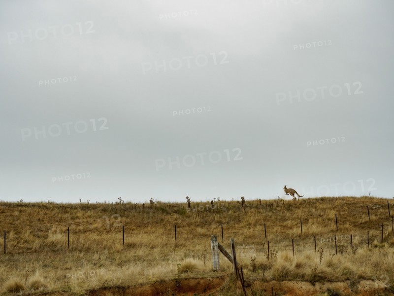 Australia, Rural landscape with kangaroo hopping in grass