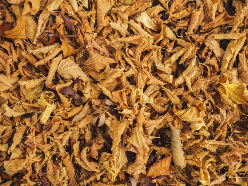 Overhead view of autumn leaves