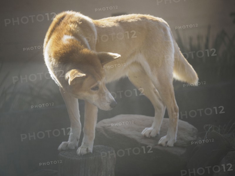 Portrait of dingo (Canis dingo) in sunlight
