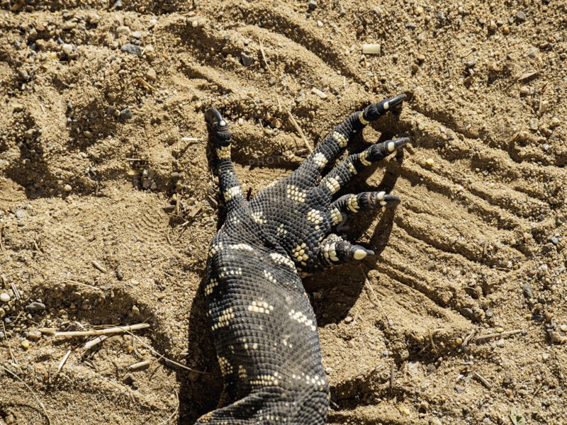 Close-up of claws of goanna (Varanus varius) in sand