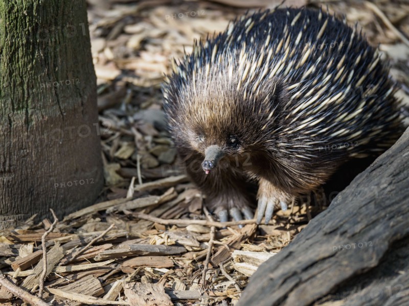Portrait of echidna