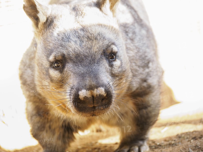 Portrait of wombat (Vombatus ursinus)
