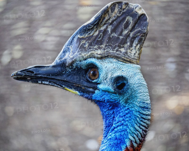 Close-up portrait of cassowary (Casuarius)