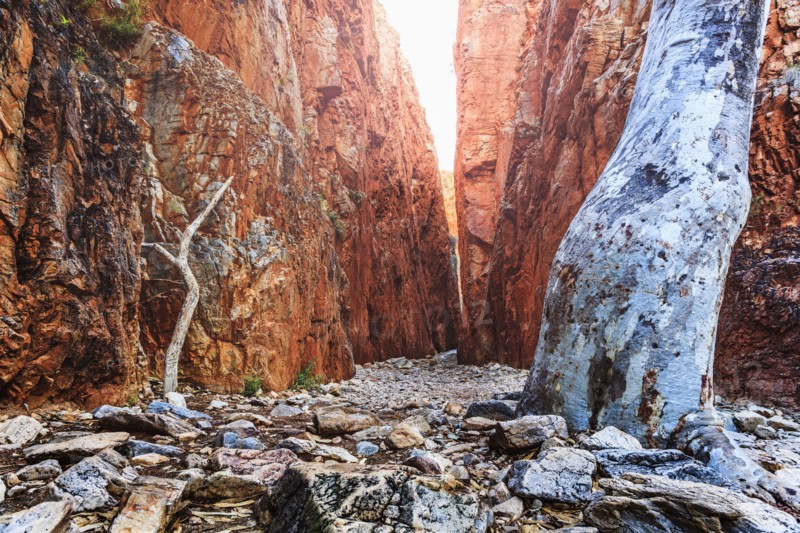 Australia, Outback, Northern Territory, Red Centre, West Macdonnel Ranges, Standley Chasm, Bare trees in rocky canyon