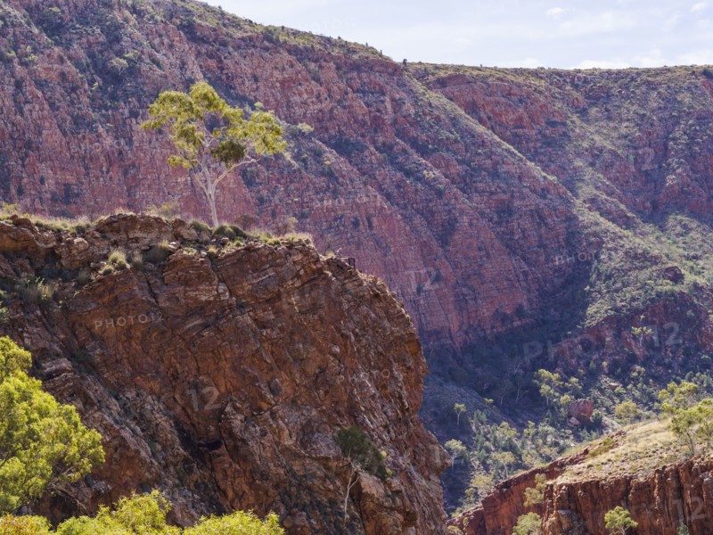 Australia, Outback, Northern Territory, Red Centre, West Macdonnel Ranges, Ormiston Gorge, Tree on ridge in red rock mountains