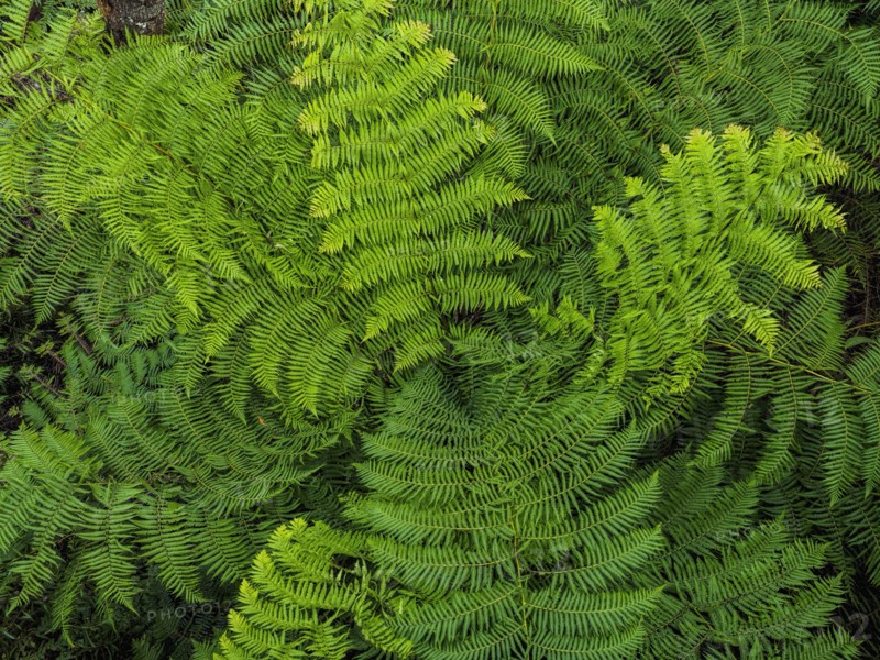 Close-up view of fern