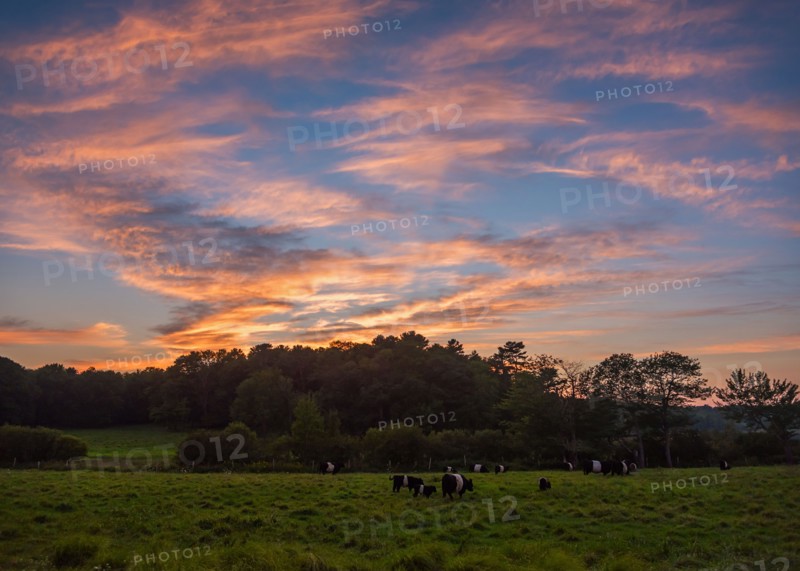 USA, Maine, Rockport, Cows grazing in pasture at sunset