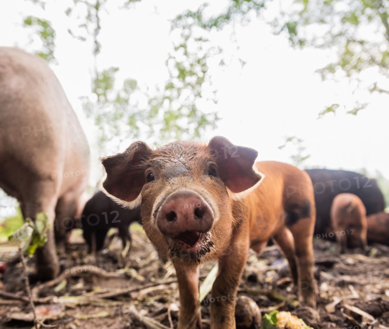 USA, Maine, Knox, Piglet looking at camera