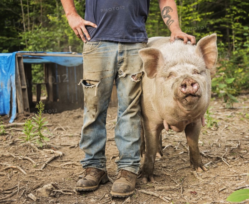 USA, Maine, Knox, Farmer stroking pig