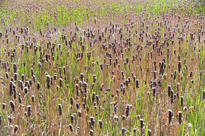 Cattails growing in sunlight