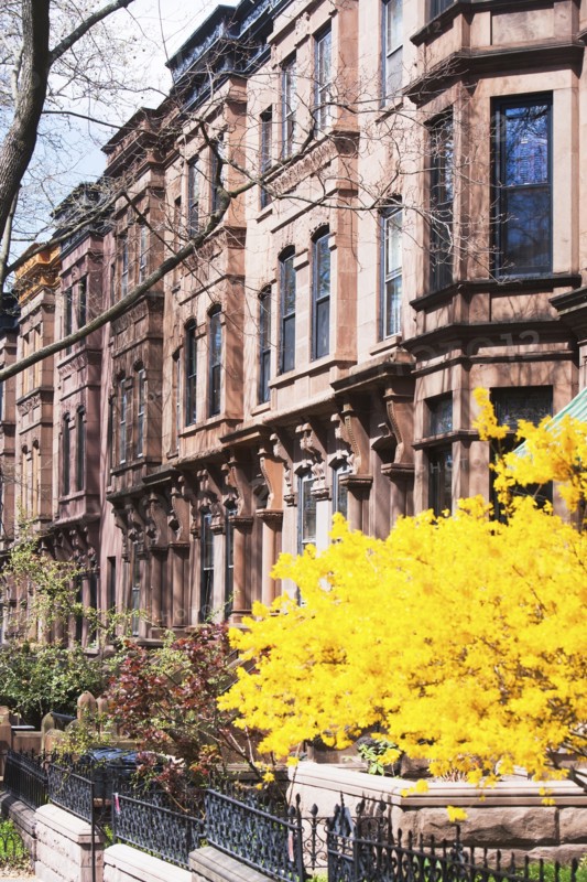 USA, New York State, New York City, Brooklyn, Facade of townhouses and yellow tree in bloom