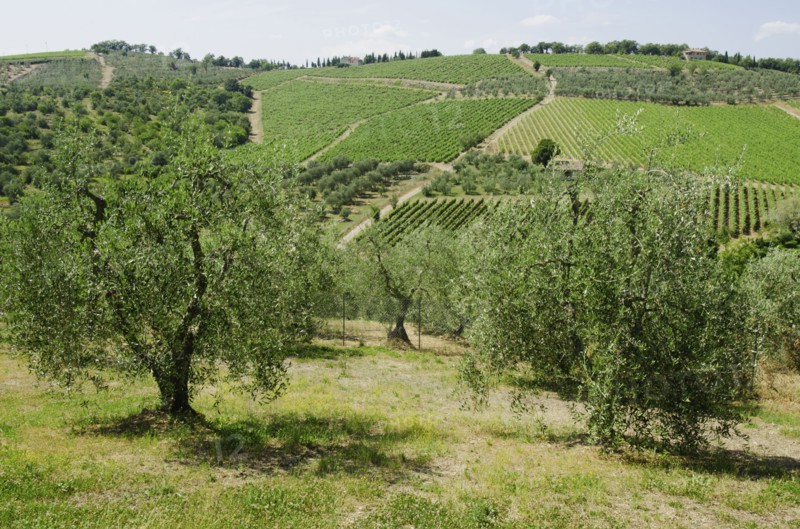 Italy, Tuscany, Pienza, Landscape with olive trees