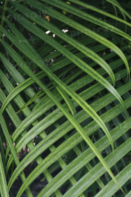Green leaves