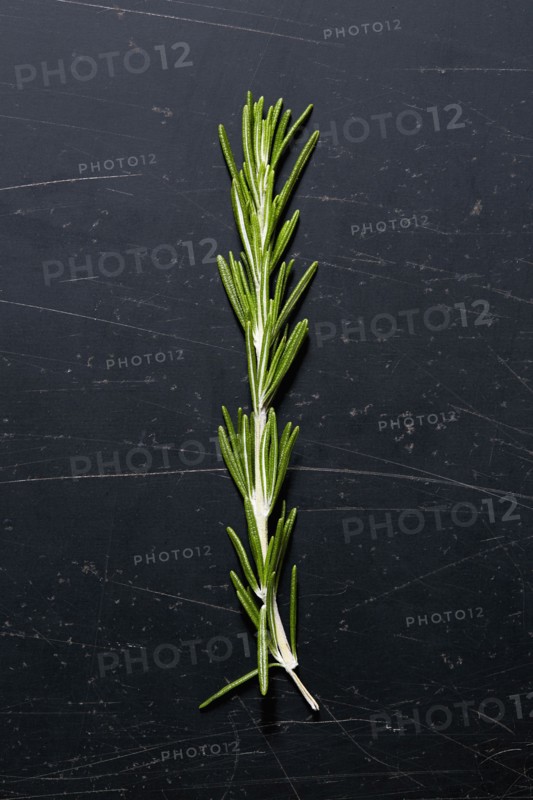 Green and fresh rosemary