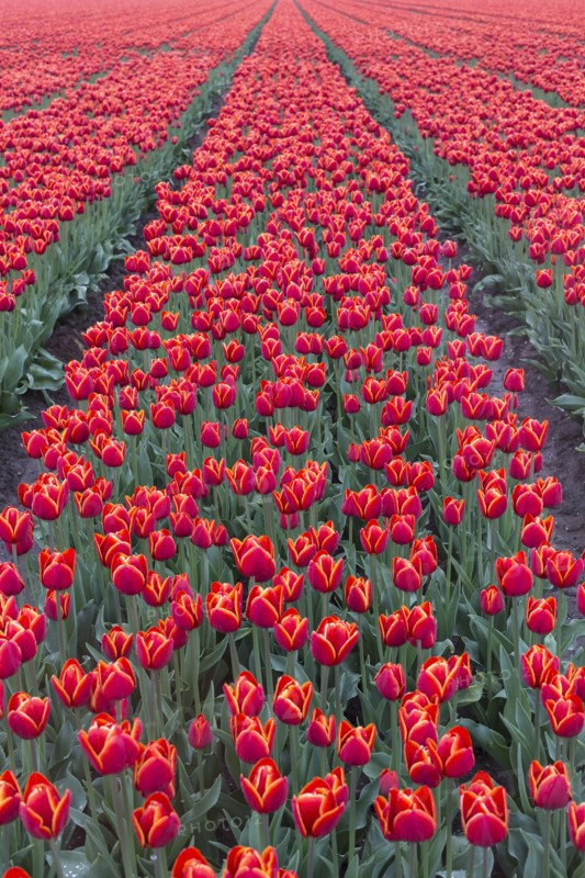 Netherlands, Field of red tulips