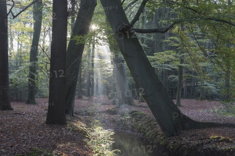 Netherlands, Forest with narrow stream