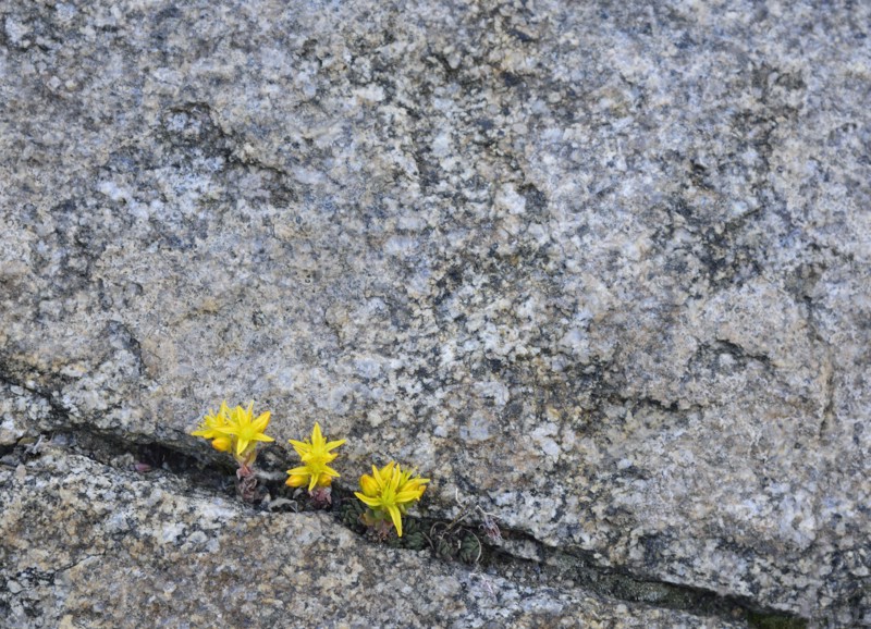 Yellow wildflowers growing in rock crevice in Mount Goliath Natural Area