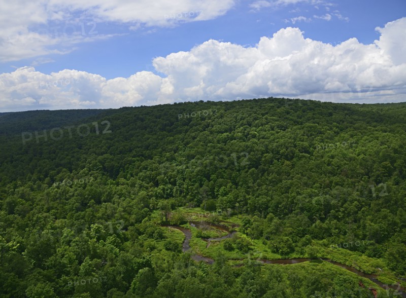 USA, Pennsylvania, Allegheny National Forest with narrow stream