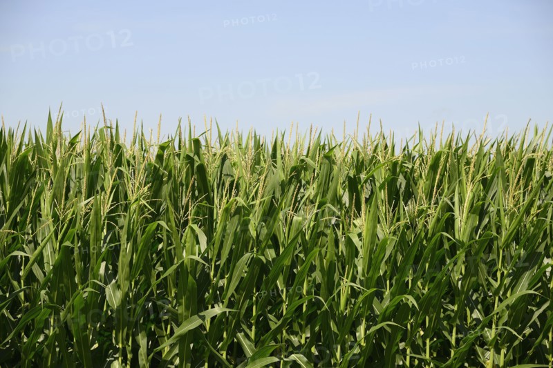 USA, Iowa, Cornfield along Route 30 in close-up