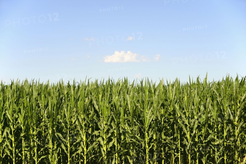 USA, Nebraska, Corn growing along Route 20