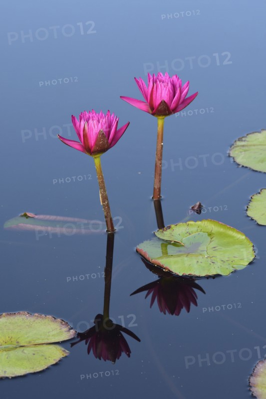 Pink lily flowers in pond