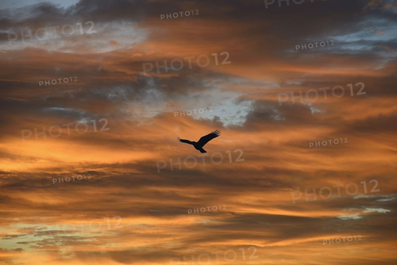 Silhouette of bird against colorful sky